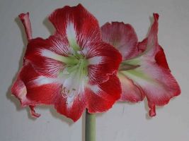 Amaryllis Jumbo Potted Kit - Minerva